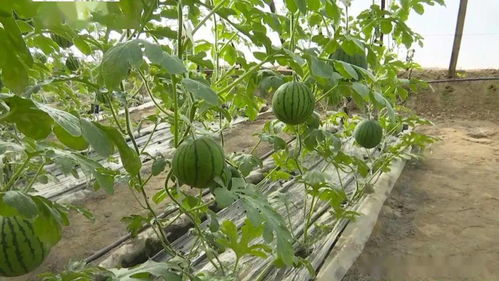 金塔 品牌带动特色产业培育 助推农业提质增效