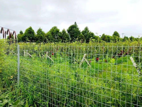 49元 斤,每个都有自己的身份证,金山这种稀有水果许多人都没见过