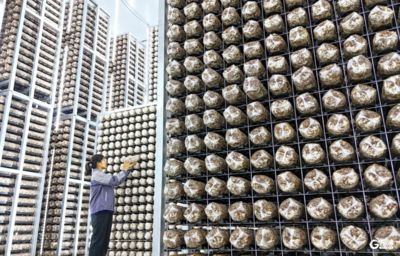+4!2025年第一批全国名特优新农产品公布,青岛“国字号”农产品再上新