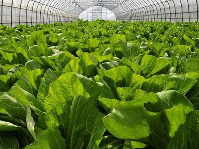 农业食品中的无公害,绿色,有机食品,今天终于给大家讲清楚了
