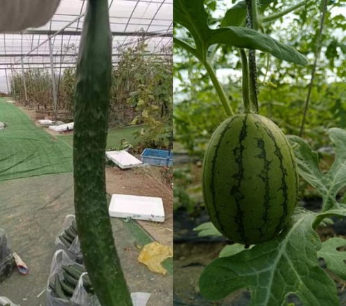 海南碧源科技实业未来生物环保循环生态大健康农业 项目计划书